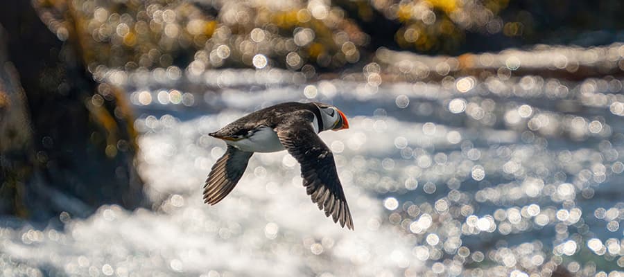 A puffin is flying along the coastline.