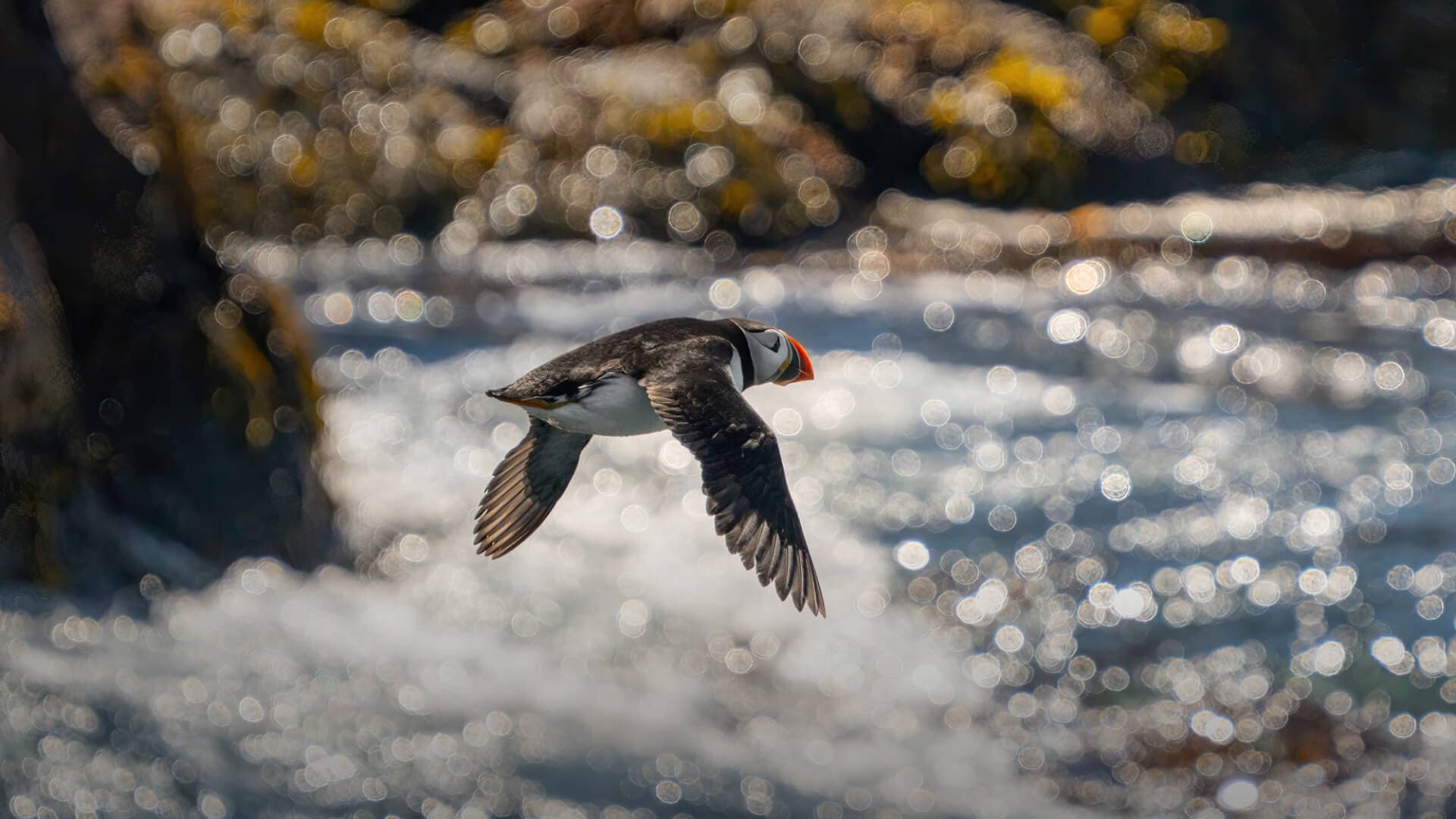 A puffin is flying along the coastline.