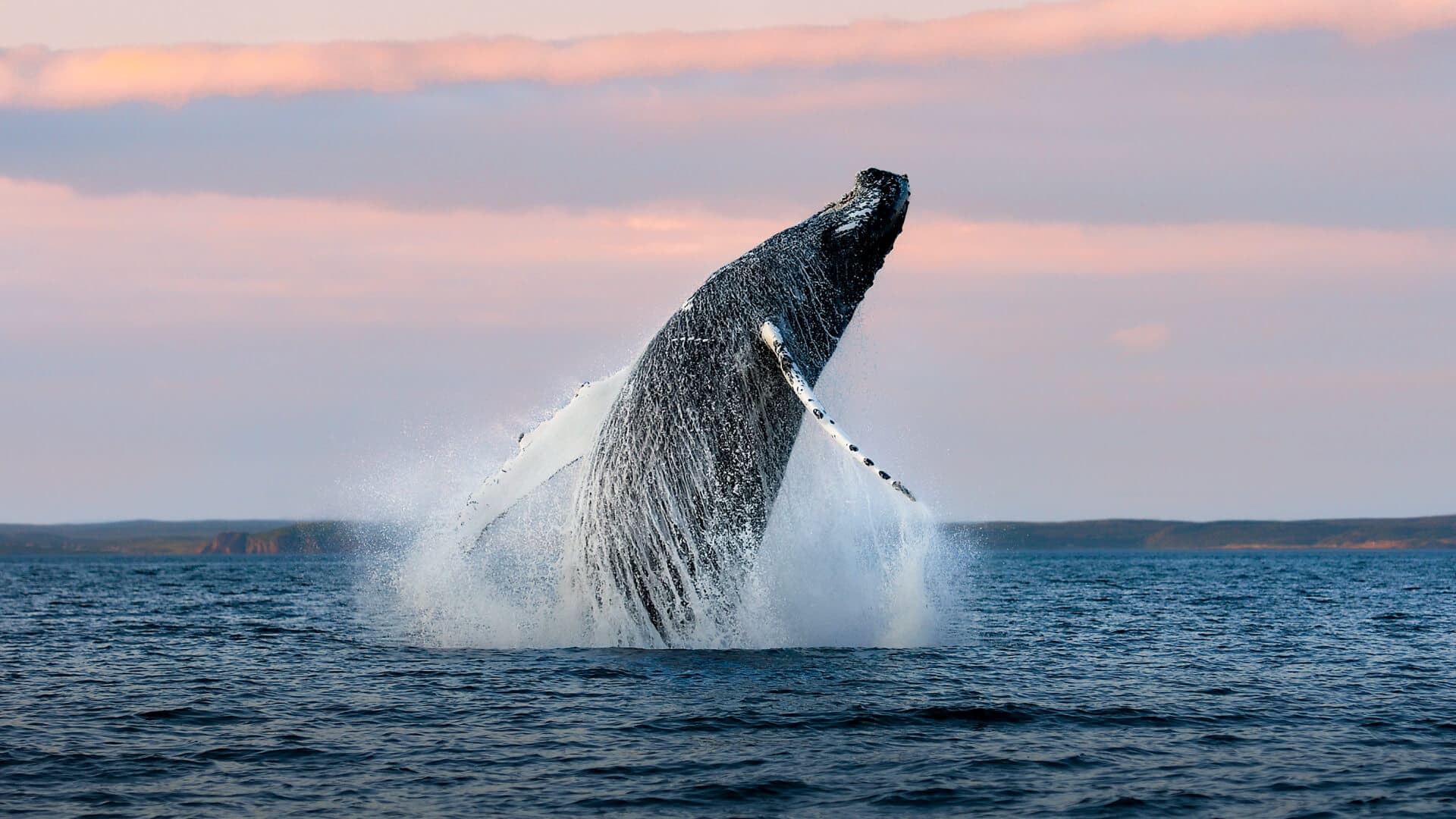 A humpback whale is breaching along the shoreline.