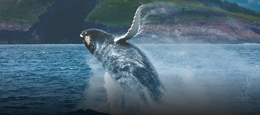 A massive humpback whale is breaching along the coastline.