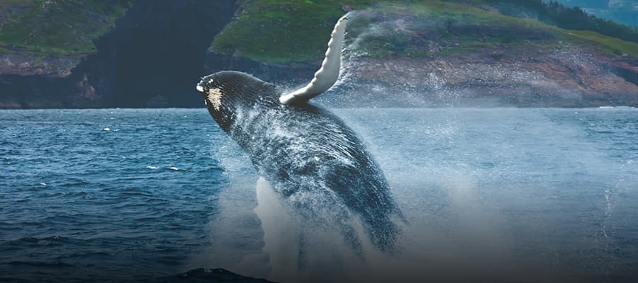 A massive humpback whale is breaching along the coastline.