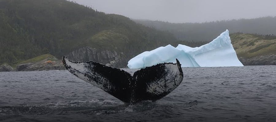 A humpback whale tail is poking out of the ocean.