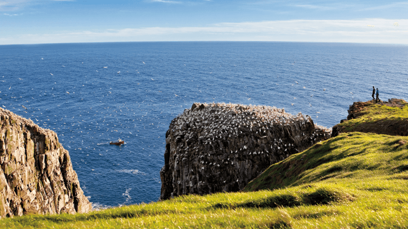 Millions of seabirds sitting on the coastline at Cape St. Mary’s Ecological Reserve.