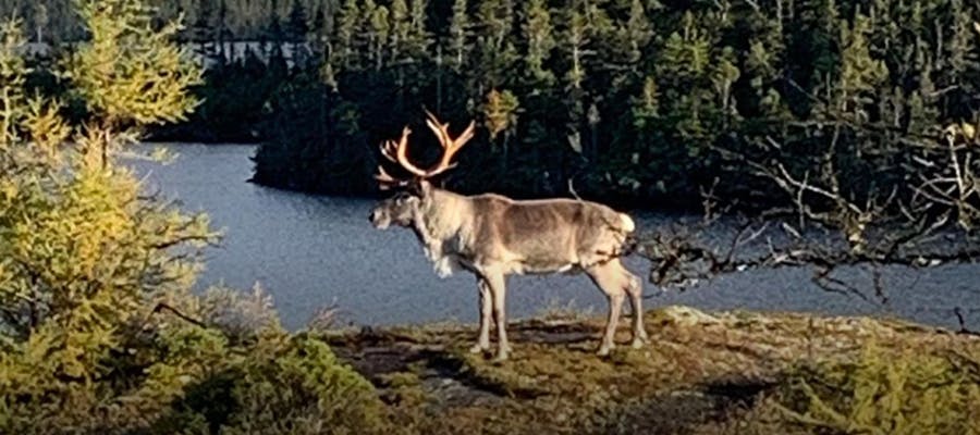 A massive caribou overlooking a river and forest.