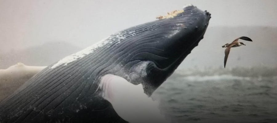 A humpback whale breaching in Bonavista Bay.