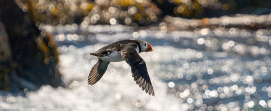 A puffin is flying along the coastline.