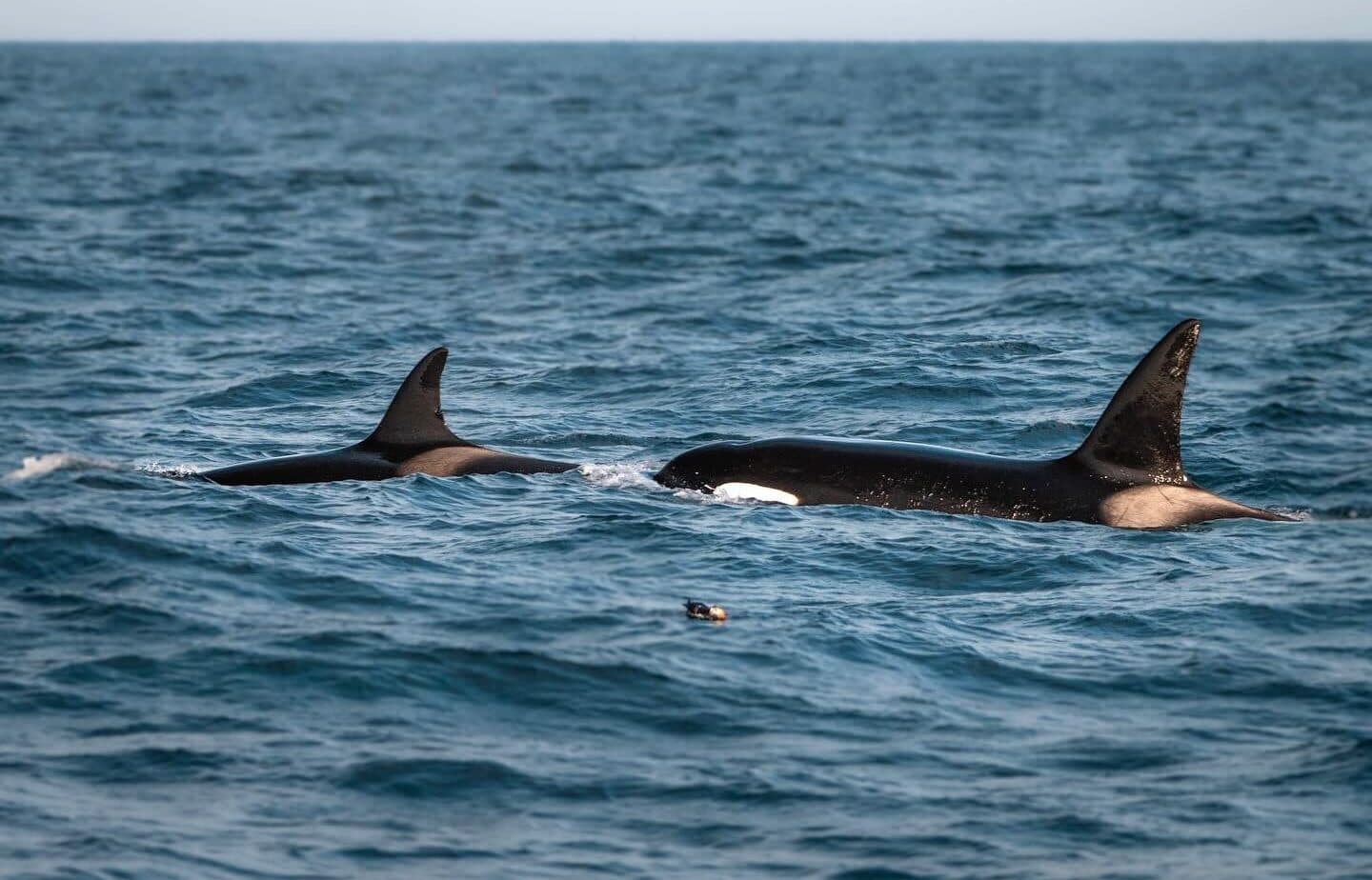 Two orcas swim side by side in the open ocean under a clear sky, with their dorsal fins and black-and-white bodies visible above the water’s surface.