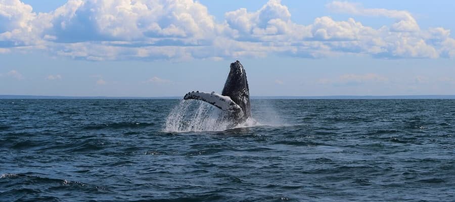 A whale breaches the ocean surface, its body partially out of the water with fins spread wide. The sea is calm with gentle waves, and the sky above is partly cloudy with patches of blue.
