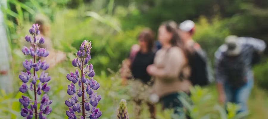 Close-up of purple lupine flowers in the foreground with a blurred background of several people standing and conversing in a lush, green outdoor setting.
