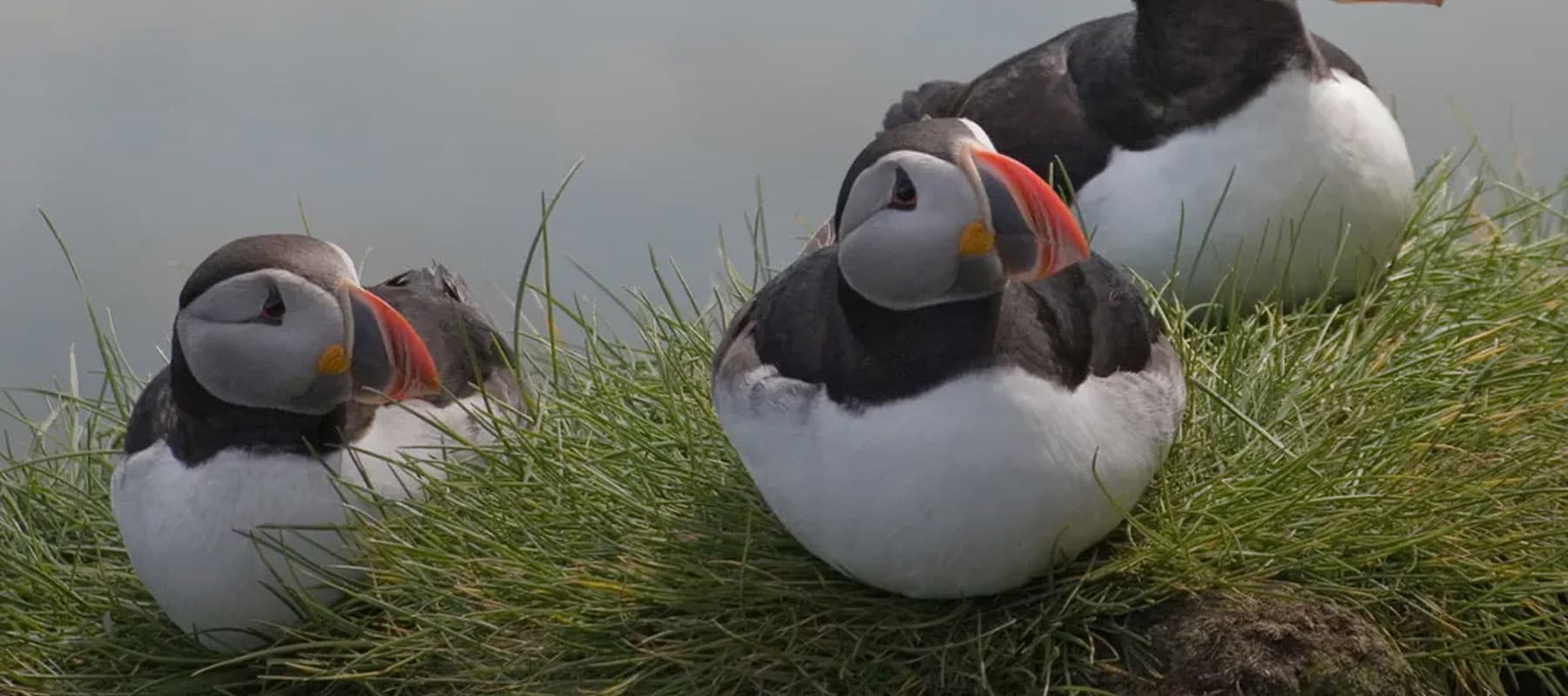 Three puffins with colorful beaks rest on a grassy cliffside against a hazy gray-blue sky.