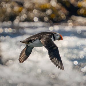 A puffin is flying along the coastline.