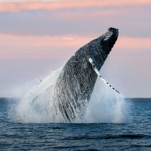 A humpback whale is breaching along the shoreline.