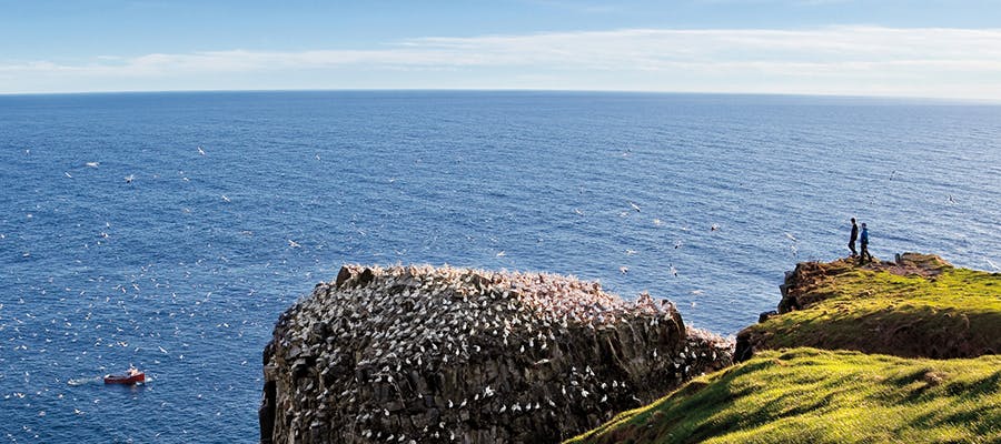Millions of seabirds are congregating on the coastline at Cape St. Mary’s Ecological Reserve.