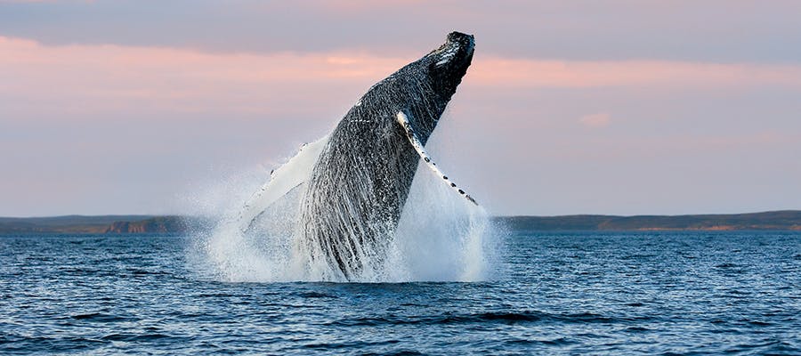 A humpback whale is breaching along the shoreline.