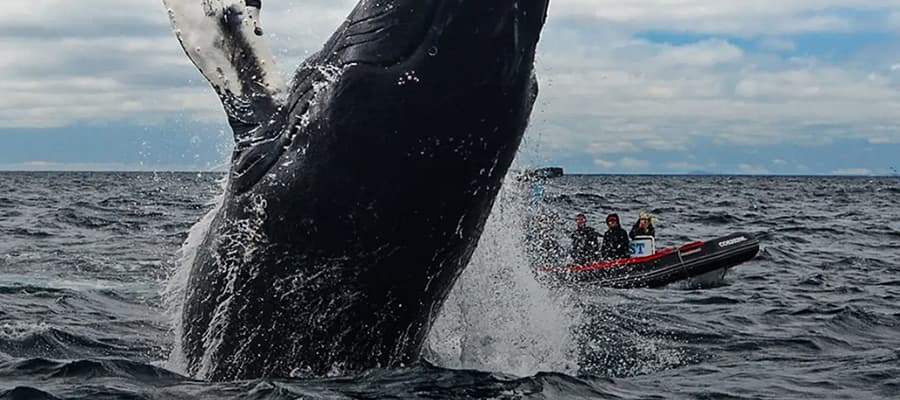 A large whale breaches dramatically out of the ocean near a small boat in the background. Three people are visible on the boat, observing the scene under a cloudy sky.
