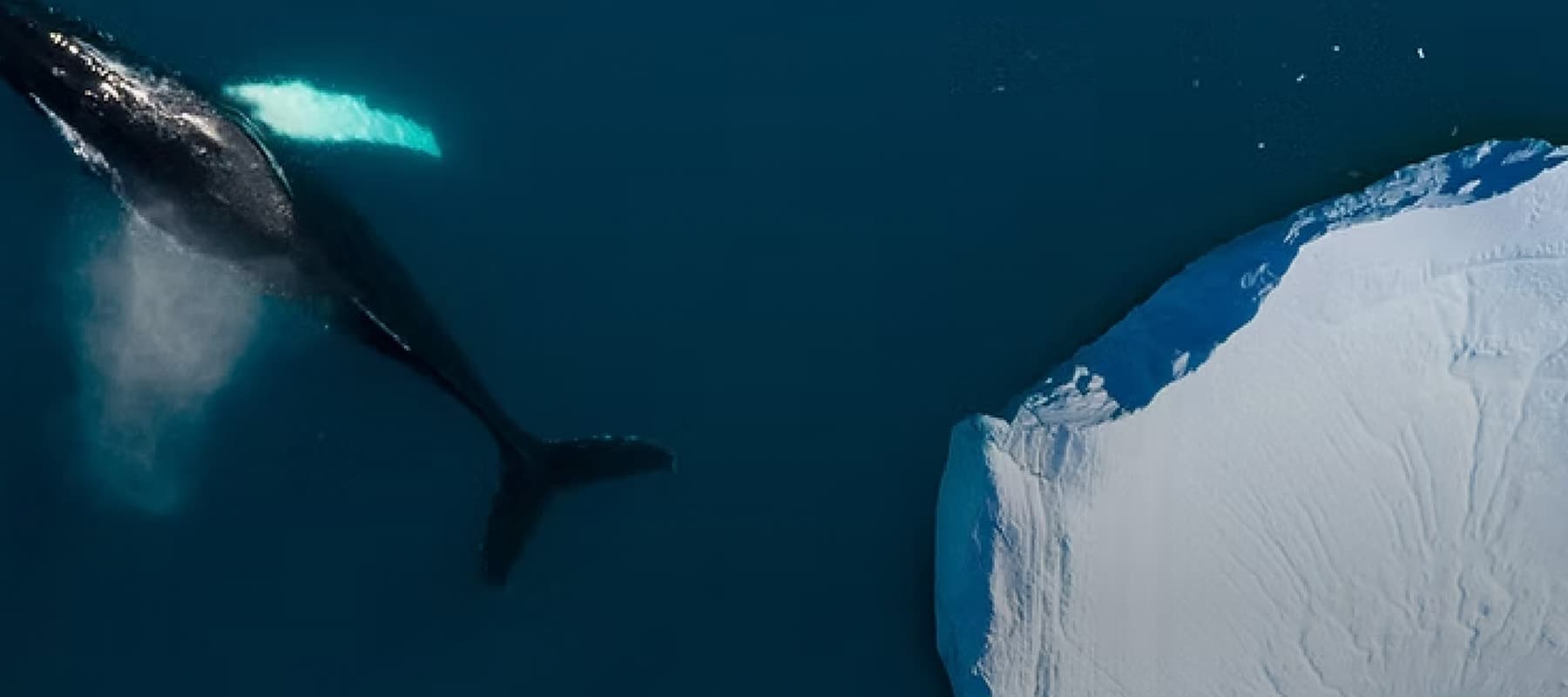 A large whale breaches the ocean surface, showing its head and part of its body. A bird flies close to the whale against a foggy background. The water is slightly disturbed from the whale's movement.