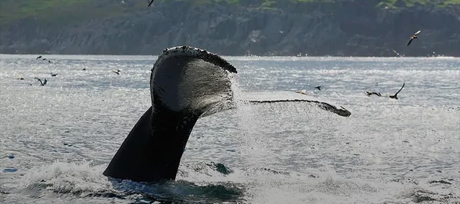A whale's tail emerges from the water as it dives back into the ocean. In the background, rocky cliffs are visible under a partly cloudy sky. Several birds fly above the water, gliding near the whale.