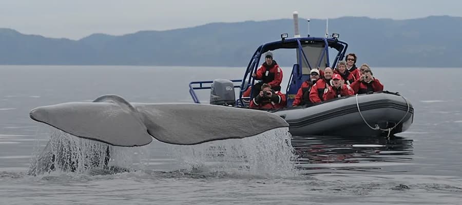 A large whale's tail emerges from the water in front of a small inflatable boat carrying seven people dressed in red jackets. The passengers are taking photos of the whale. The scene is set on a calm body of water with distant hills in the background.