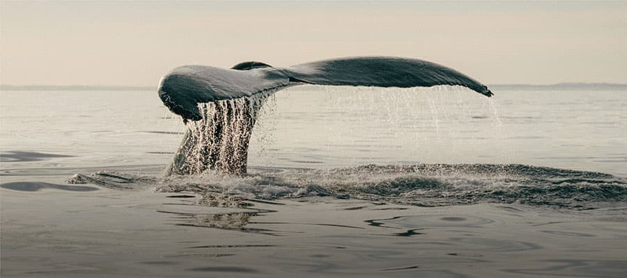 A large whale breaches dramatically out of the ocean near a small boat in the background. Three people are visible on the boat, observing the scene under a cloudy sky.