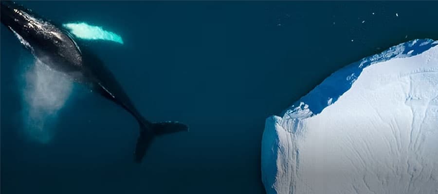 A reindeer with large antlers stands on a grassy hill overlooking a lake, surrounded by dense evergreen forest under a clear sky.