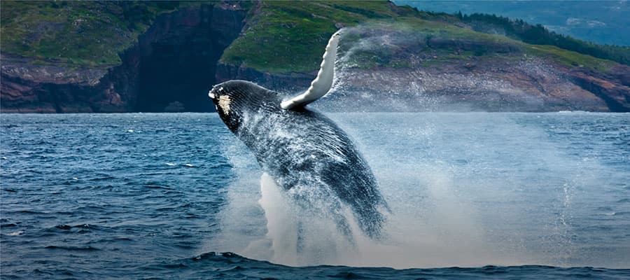 A large whale's tail emerges from the water in front of a small inflatable boat carrying seven people dressed in red jackets. The passengers are taking photos of the whale. The scene is set on a calm body of water with distant hills in the background.
