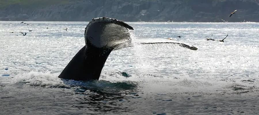 A large whale breaches the ocean surface, showing its head and part of its body. A bird flies close to the whale against a foggy background. The water is slightly disturbed from the whale's movement.