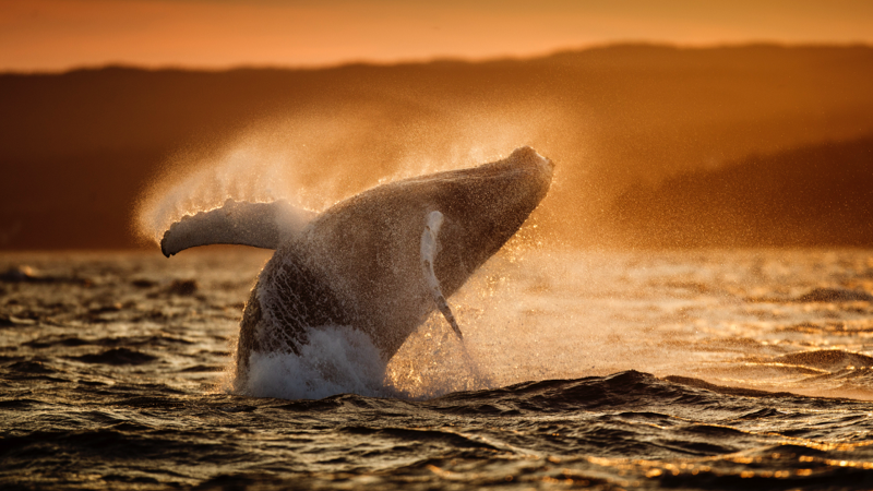 A humpback whale breaching at sunset.
