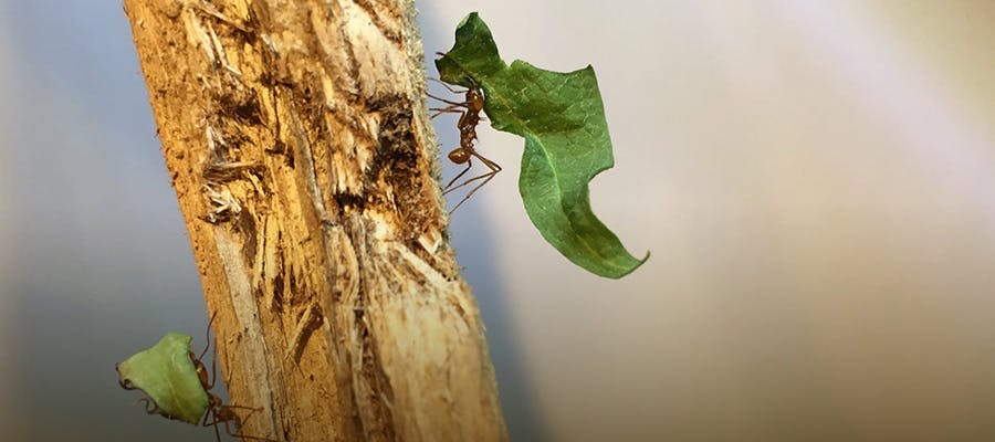 A close-up of two ants on a piece of wood carrying green leaves.
