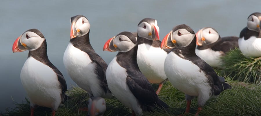 Six puffins standing together on the grass.