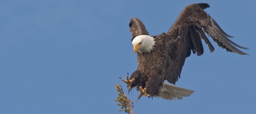 A bald eagle with its wings back and claws ready to grasp a branch to land on.