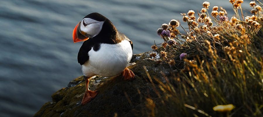 A puffin is perched along the coastline beside a bed of flowers.