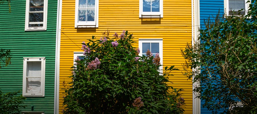 A bush of lilacs sits in front of colourful houses in St. John’s.
