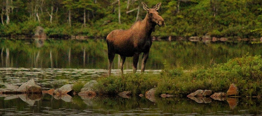 A giant moose is standing in the pond in the wilderness.