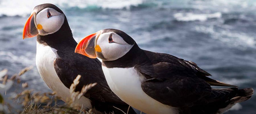 Two puffins standing side by side along the coastline.
